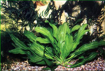 Echinodorus Petr Schwott